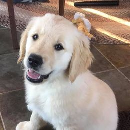 Golden Retrievers from Gold Mountain Kennel