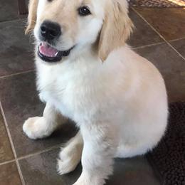 Golden Retrievers from Gold Mountain Kennel