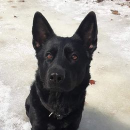 Amara - German Shepherd