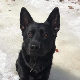 Amara - German Shepherd