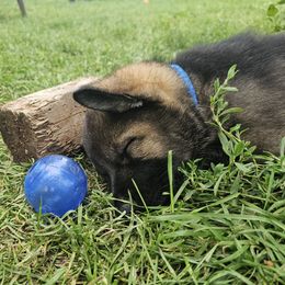 German Shepherd Puppies from Von Thomson Haus