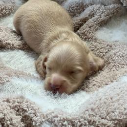 Draco - Cream male Dachshund puppy in Casper, Wyoming from Daisy's Doxies & Doodles