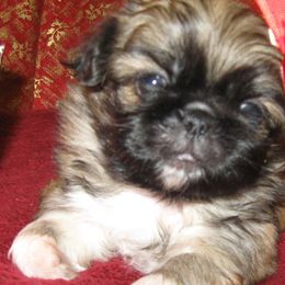 Pekingese from Our puppies