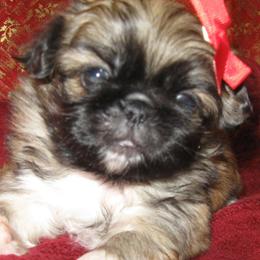 Pekingese from Our puppies