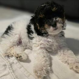 Marie - Parti female Yorkipoo puppy in Coolidge, Arizona from Effervescent-Pooches
