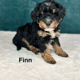 Finn - Tri-color male Bernedoodle puppy in Sugarcreek, Ohio from Cuddly Companion Doodles