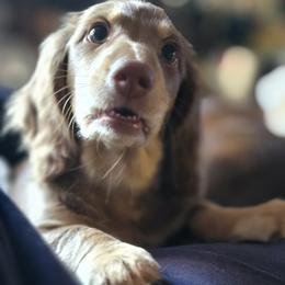 Chocolate cream - Chocolate and cream male Dachshund puppy in Ethel, Washington from Mickey's Miracle Doxies