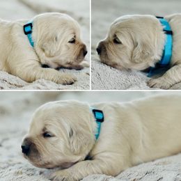 Mr Light Blue - Light golden male Golden Retriever puppy in Pocatello, Idaho from Dusk View Golden Retrievers