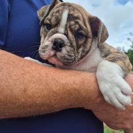 PINK - Red brindle female Bulldog puppy in Walhalla, South Carolina from Lowery's English Bulldogs