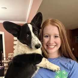 Rhett - Cardigan Welsh Corgi