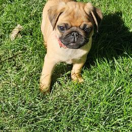 Cooper - Fawn male Pug puppy in Vancouver, Washington from Swift Pugs