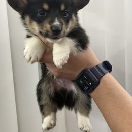 Rudolph - Black and tan male Pembroke Welsh Corgi puppy in Loma Linda, California from Osorio’s Corgis