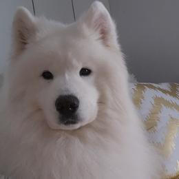 Buko - Samoyed