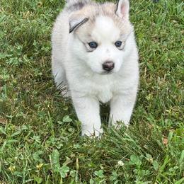 Girl 2 - Silver - Sable and white female Siberian Husky puppy in Independence, Wisconsin from Hito's Huskies