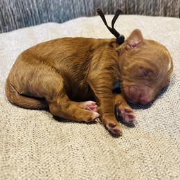 Tippy - Brown and white male Cockapoo puppy in Kingfisher, Oklahoma from Perdue Puppies