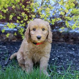 Louie - Red male Australian Labradoodle puppy in Williamstown, New York from Lewis Manor Labradoodles