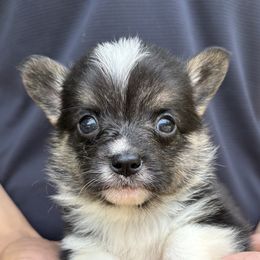 Jacob - Black and tan male American Corgi puppy in Foreman Ar., Arkansas from Grassy Lake Corgis
