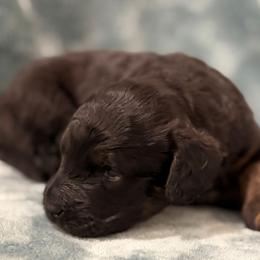 Harry - Black phantom male Aussiedoodle puppy in Mountain Home, Arkansas from White River Doodles