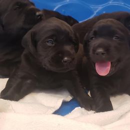 Labrador Retriever Puppies from Queens Creek Labrador Ranch