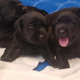 Labrador Retriever Puppies from Queens Creek Labrador Ranch