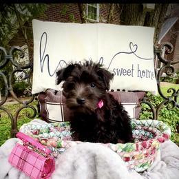 Miniature Schnauzer Puppies from Sophie’s Choice Puppies