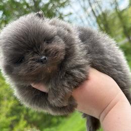 Butterball - Blue male Pomeranian puppy in Newark, Ohio from Keeperofstars Pomeranians