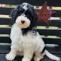 Pina Colada - Black and white female Cockapoo puppy in Mancelona, Michigan from Lavender poodles & doodles