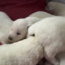 Groot - White male German Shepherd puppy in Perkasie, Pennsylvania from Twila Ruth Herot