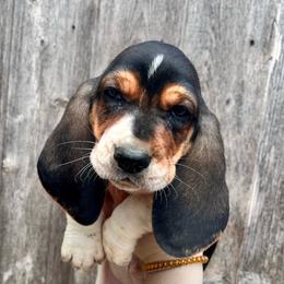 Bug - Black tan and white male Basset Hound puppy in Clinton, Tennessee from High Hopes Hounds
