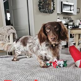 Boone - Dachshund