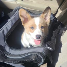 Pembroke Welsh Corgi Puppies from Chase Em All Corgis