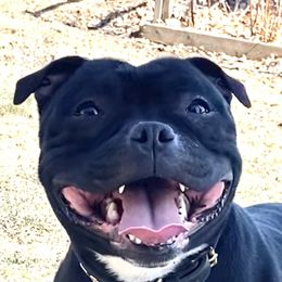 Zenia - Staffordshire Bull Terrier