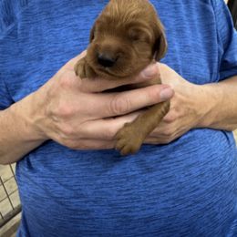 Blue collar - Mahogany male Irish Setter puppy in Choctaw, Oklahoma from Heartland Irish Setters