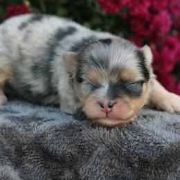 Cortado - Blue merle male Pomeranian puppy in Bremen, Indiana from AMS Pomeranians and Pomskies in Indiana