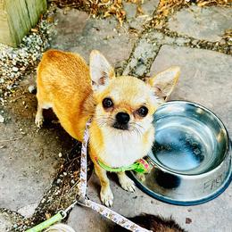 Bella - Fawn female Chihuahua puppy in Corpus Christi, Texas from Doubletake Chihuahuas