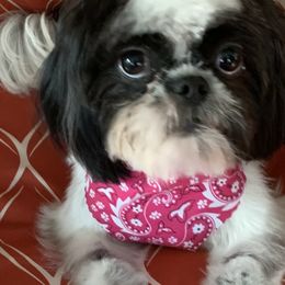 Piper - Shih Tzu
