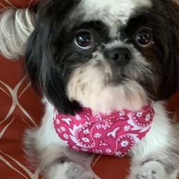 Piper - Shih Tzu
