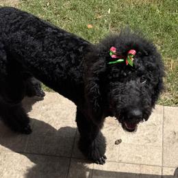 Labradoodle Puppies from Prime & Prissy Pooches