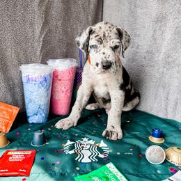 Dain - Merle male Great Dane puppy in Climax, Michigan from Beaver Creek Danes