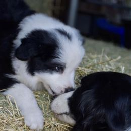Border Collies from Cutting S Ranch