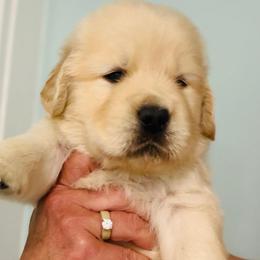 Donut - Golden male Golden Retriever puppy in Saint Pauls, North Carolina from Copperfield’s Goldens
