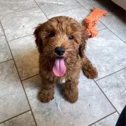 Cappuccino - Red male Cavapoo puppy in Sugarcreek, Ohio from True Hearted Doodles