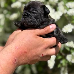 G.Graham - Brindle and white male French Bulldog puppy in North Pole, Alaska from Northern Ridge Retrievers & The Frenchie Babes