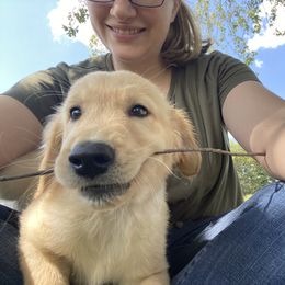 Golden Retriever Puppies from Hearth & Homestead