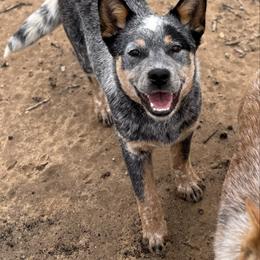 Australian Cattle Dog puppies from RedHorizon AKC Australian Cattle Dogs (Heelers)