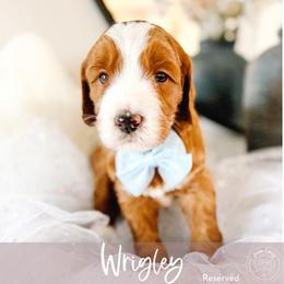 Milo - Red  male Goldendoodle puppy in Mahomet, Illinois from Jordan Family Doodles