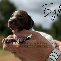 Eagle - male German Shorthaired Pointer puppy in Six Mile, South Carolina from The Proper Pointer Co.