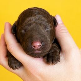 Yellow collar - Chocolate female Goldendoodle puppy in Christiana, Tennessee from Rechlicz Family Doodles