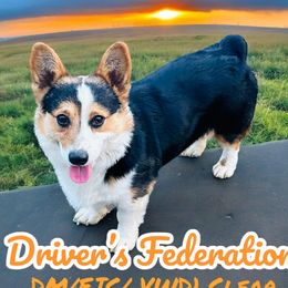 Driver - Pembroke Welsh Corgi
