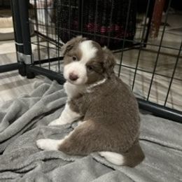 Miniature American Shepherd Puppies from Greenwood Acres Kennel